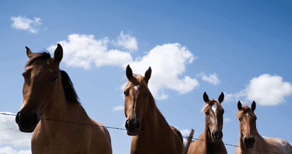 Four Horsemen of Communication: Transform Conflict 5 Four Horsemen of Communication