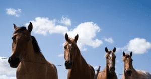 Four horses at a fence