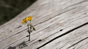 Single yellow flower growing through a crack in wood, symbolizing resilience and the neuroscience of loneliness.