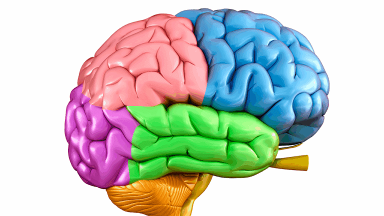 Color-coded model of the human brain highlighting the four major regions, Four Major Areas of the Brain