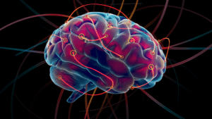 Brain illustration showcasing neuroplasticity in relation to social anxiety disorder.