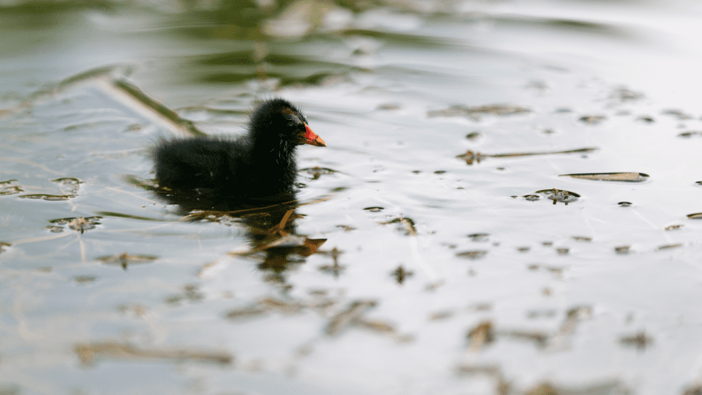 a black bird in water