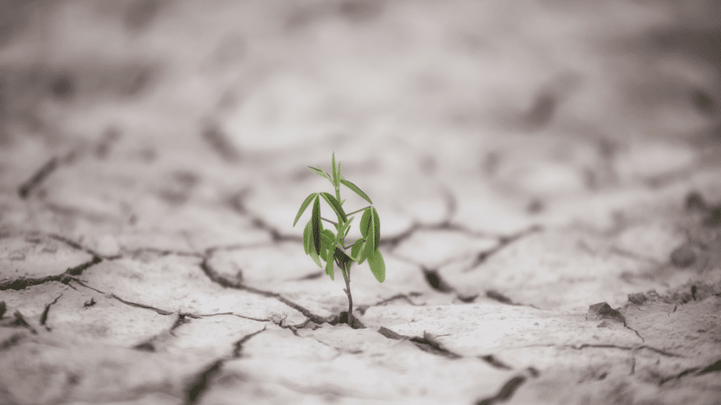 a plant growing through a cracked ground showing resilience