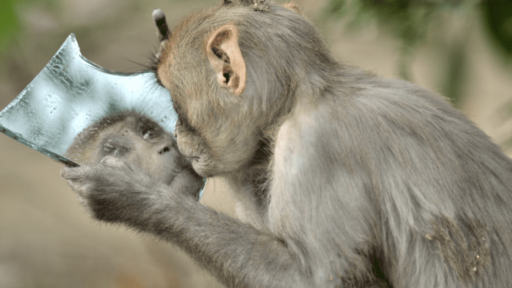 A narcissistic monkey looking at its reflection in a piece of broken mirror.