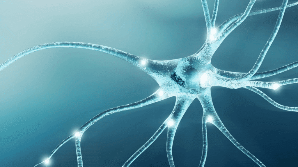 3D illustration of glowing neuron with synaptic connections representing mental exhaustion neurobiology 