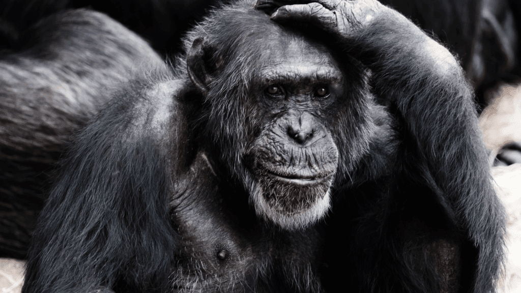 Chimpanzee sitting with hand on head, symbolizing the need for a digital detox and mental reset.





