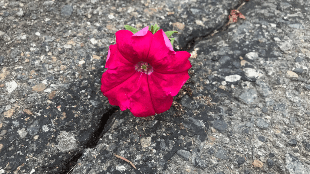Bright pink flower growing through pavement, reflecting resilience in the neuroscience of mental toughness.

