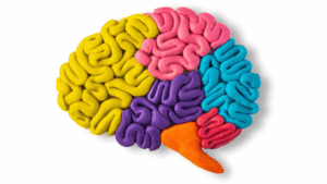 Colorful clay brain model symbolizing creativity, learning, and brain optimization with guidance from a growth mindset coach.