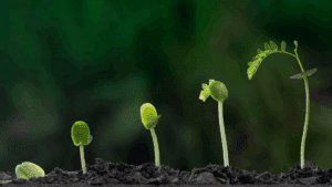 Stages of a young plant sprouting from soil, symbolizing growth and progress guided by a growth mindset coach.