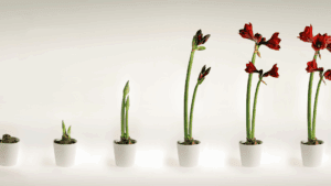 Wanting Versus Needing in Relationships: Transform Your Connections 3 Growth stages of a flower from bud to bloom, symbolizing the balance of wanting versus needing in personal development.