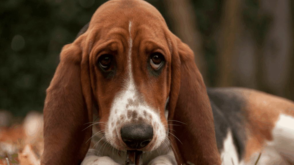 Feeling Blah? Discover the Neuroscience of Joy 1 Basset hound with sad eyes showing emotional numbness when feeling blah.