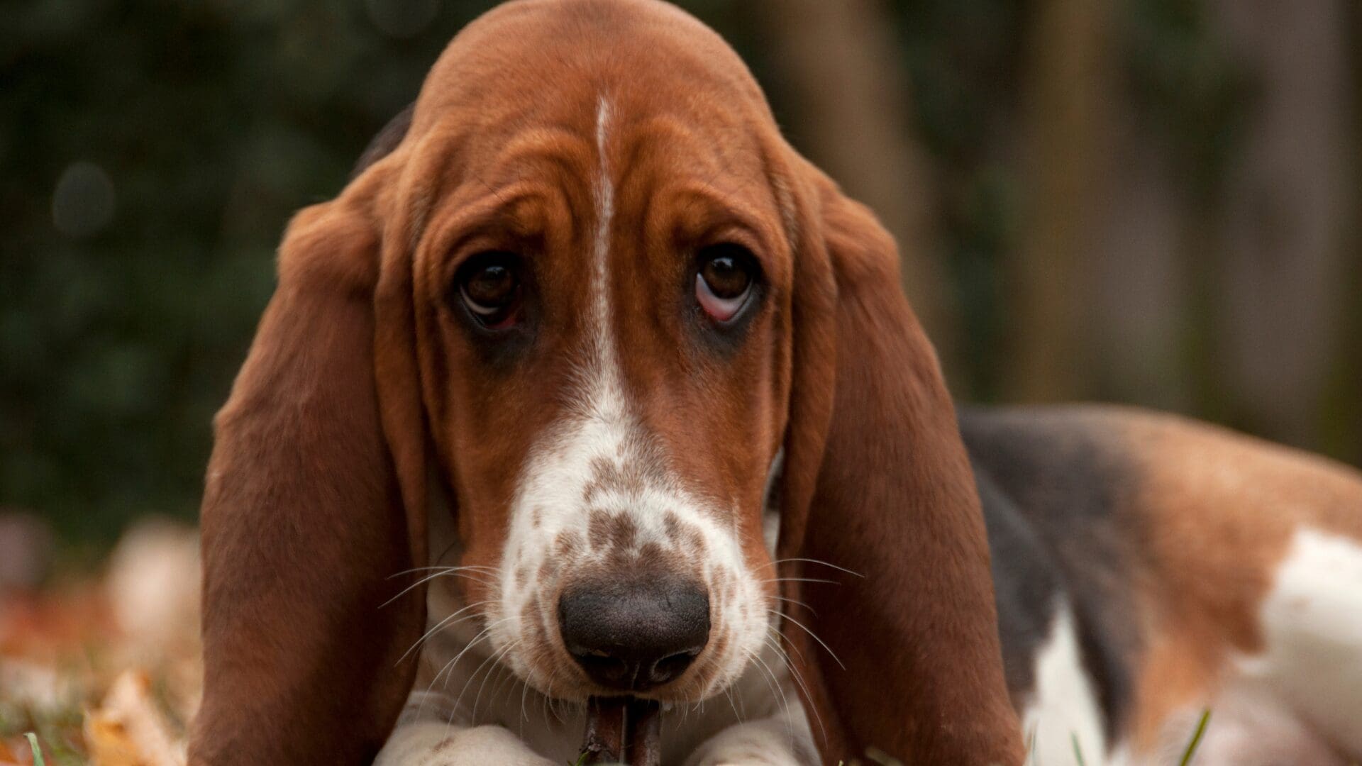 Basset hound with sad eyes showing emotional numbness when feeling blah.