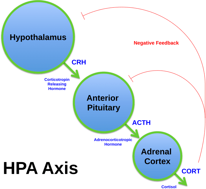 Neuroplasticity and The HPA Axis: Calm Your Brain 1 Simplified diagram showing how the hypothalamus, pituitary gland, and adrenal cortex interact within The HPA Axis.