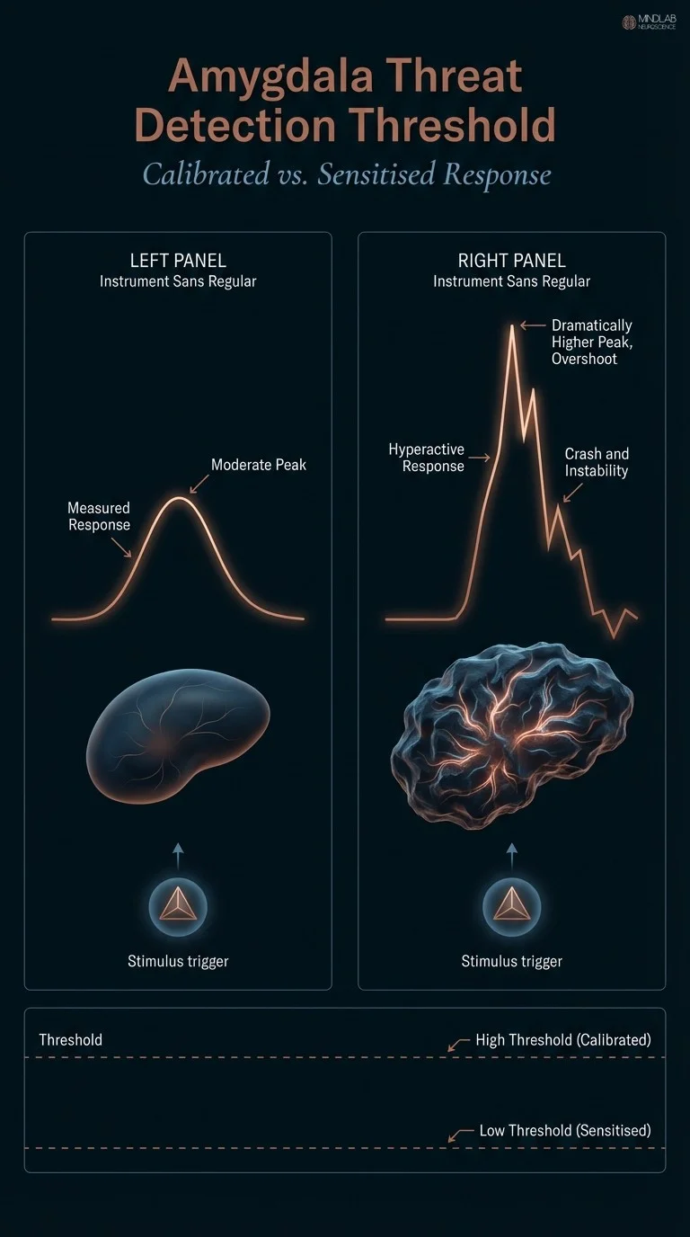 Infographic comparing calibrated versus sensitised amygdala threat detection thresholds in emotional intelligence regulation