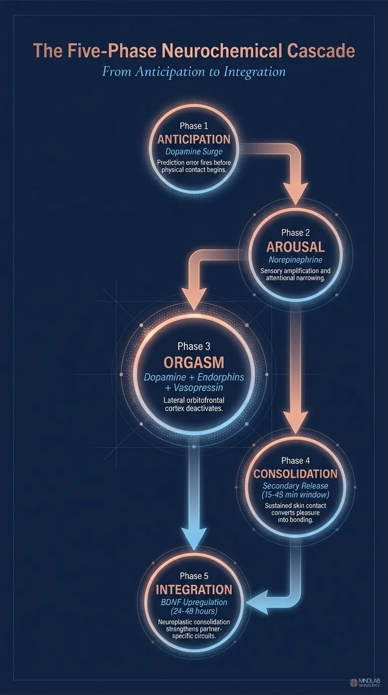 Five-phase neurochemical cascade during intimacy from anticipation to integration. Dr. Sydney Ceruto, MindLab Neuroscience.