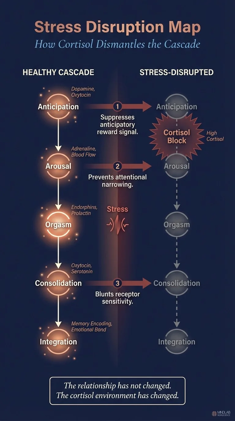 Stress disruption map showing cortisol dismantling the neurochemical intimacy cascade. MindLab Neuroscience.